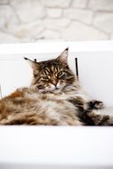downy domestic cat