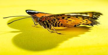 beatuful butterfly on the yellow surface