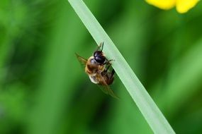 Drone on a flower stalk