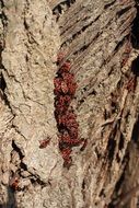 red insect on a tree trunk close-up