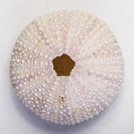 filigree sea shell