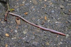 long worm is crawling on asphalt