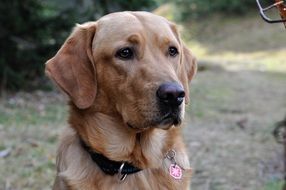 Labrador with a black collar