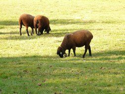 elbe sheep graze on the meadow