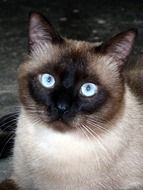 Photo of a Siamese cat with blue eyes