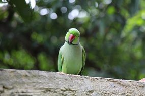 delicious Parrot Bird