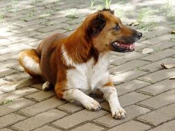 Cute, beautiful and colorful dog on the path