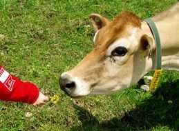 baby feeds a calf