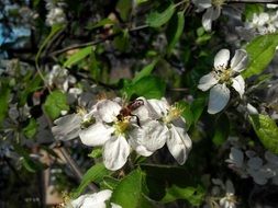 Bee on Apple Tree Flowers