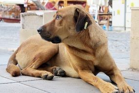 pleasing Dog Turkey