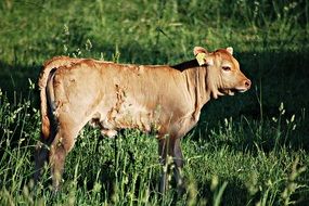 calf on a chain in the grass