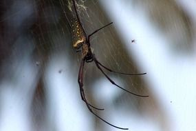 Tropics Spider