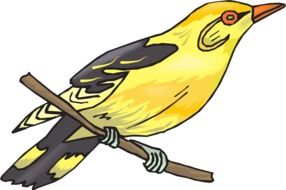 Golden Oriole Yellow Bird drawing