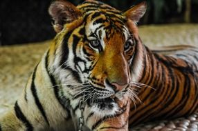 portrait of a majestic tiger