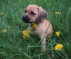 pug puppy in green grass with flowers