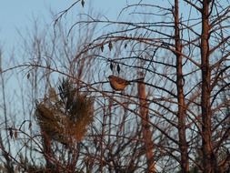 mockingbird on a spring tree branch