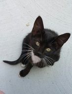 sweet black and white kitten