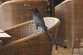 tropical black bird on a wicker chair in Colombia