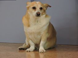 small red Dog Sitting on floor