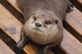 Otter on a wooden floor