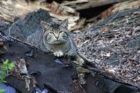 important cat in the forest