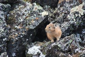 pika on the rock, russia, eastern sayan