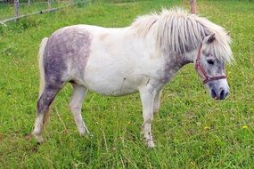 grazing white pony