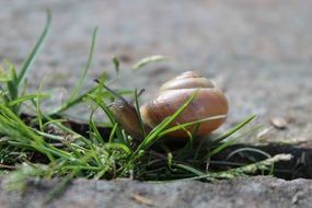 brown snail on green grass