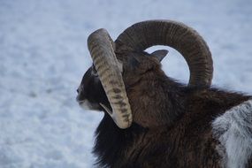 horns of mouflon