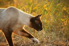 sneaking siamese cat