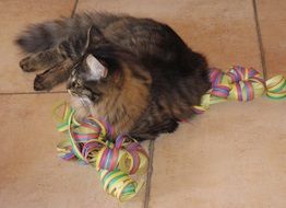 cat lies on a serpentine