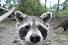 Cheeky raccoon in the wildlife