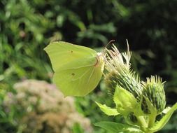 green moth on a sunny day