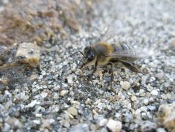 bee on small stones close up