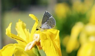 blue butterfly on yellow iris