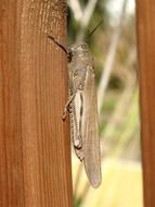 grasshopper on a wooden fence