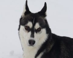 beautiful and cute Dog Husky