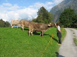 Cows on the mountains in Switzerland