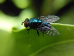 Fly Insect in the wildlife