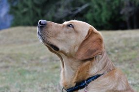 serious Dog Labrador portrait