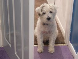 domestic cute puppy in the doorway