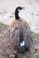 cute and beautiful Bird Goose Canada