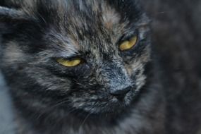 very beautiful and cute grey Cat