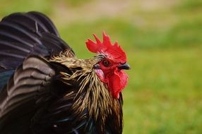 Black chicken on the grass