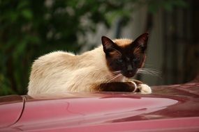 siamese cat resting on the car