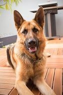 faithful german shepherd dog