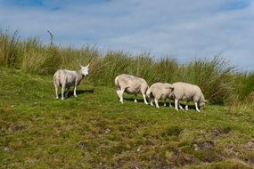 a flock of sheep on the green grass in rural areas