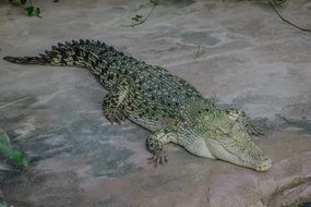 relaxed dangerous alligator