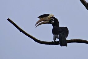 malabar pied hornbill on the tree branch