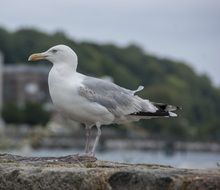 seagull sitting on the stone